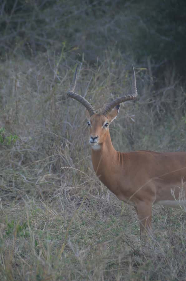 From Diani or Mombasa: Tsavo East National Park Day Trip - Key points at a glance