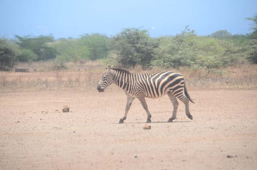 From Diani or Mombasa: Tsavo East National Park Day Trip - Why Tsavo East makes a strong coast safari