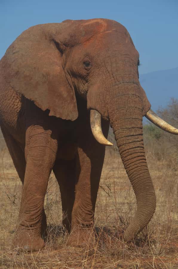 From Diani or Mombasa: Tsavo East National Park Day Trip - Entering through Bachuma Gate