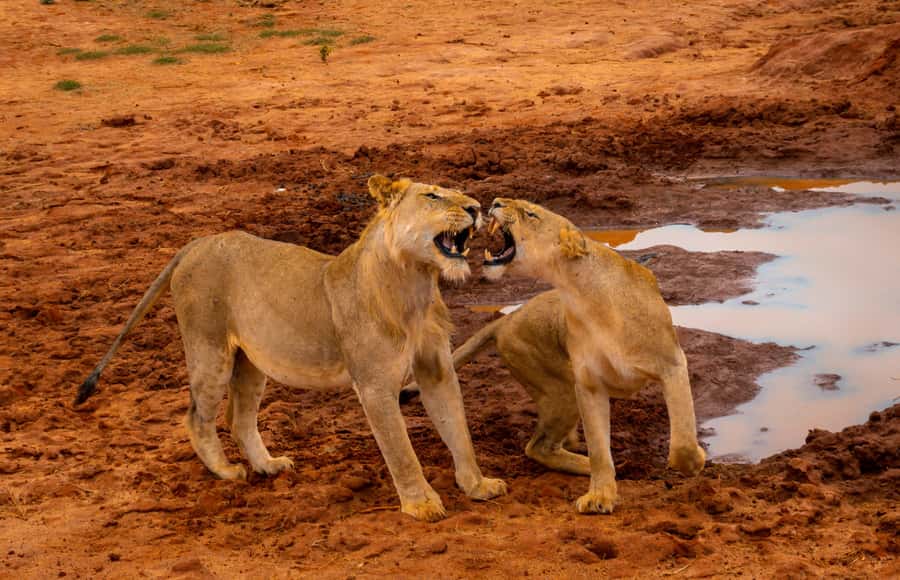 From Kilifi, Watamu, Malindi: Tsavo East Day Safari - What the game drives are really like