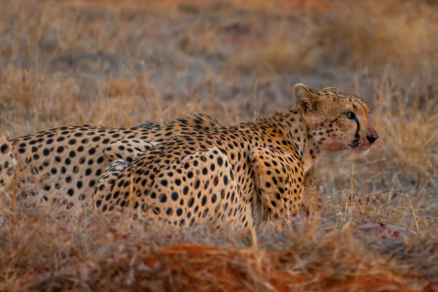 From Kilifi, Watamu, Malindi: Tsavo East Day Safari - Should you book the Tsavo East day safari?