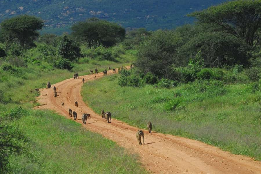 From Mombasa/Diani: Tsavo East National Park Day Trip - Who should book this day safari