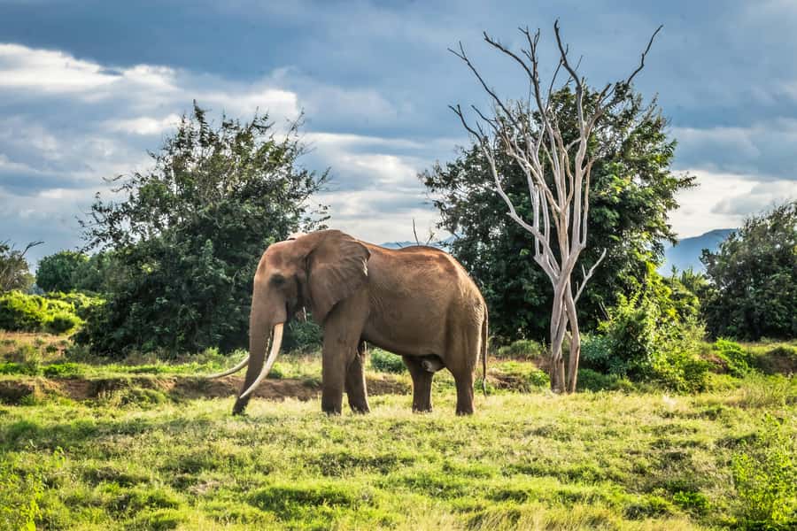 From Mombasa/Diani: Tsavo East National Park Day Trip - Should you book it?