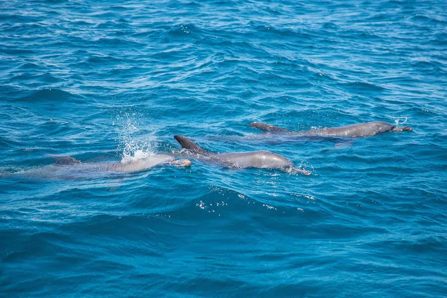 From Mombasa: Kisite Mpunguti Marine Park and Wasini Island - Snorkeling and swimming at Kisite Marine Park