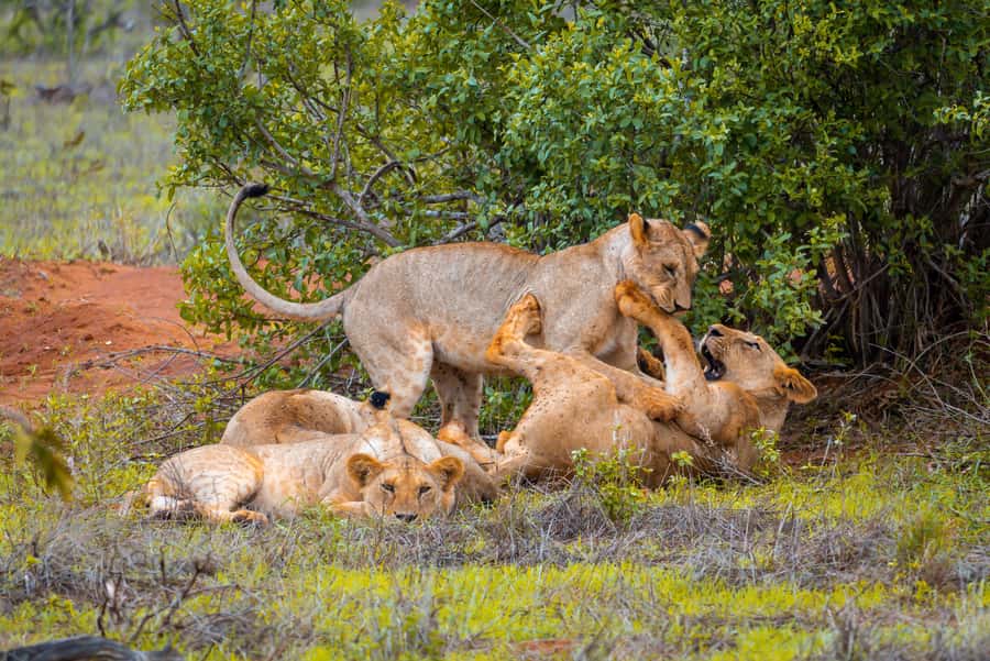 From Mombasa/Mtwapa/Diani/Tiwi: Tsavo East Full-Day Safari - Key points to know before booking