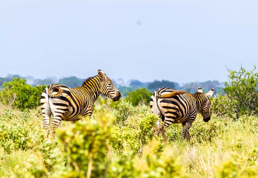 From Mombasa/Mtwapa/Diani/Tiwi: Tsavo East Full-Day Safari - Why Tsavo East makes a strong one-day safari
