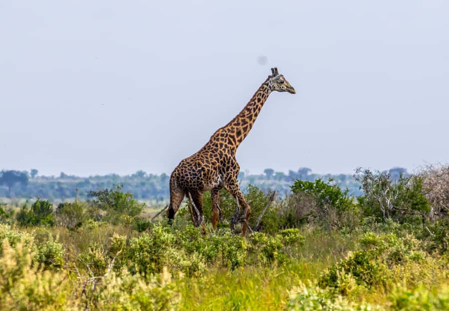 From Mombasa/Mtwapa/Diani/Tiwi: Tsavo East Full-Day Safari - The breakfast stop before Tsavo East