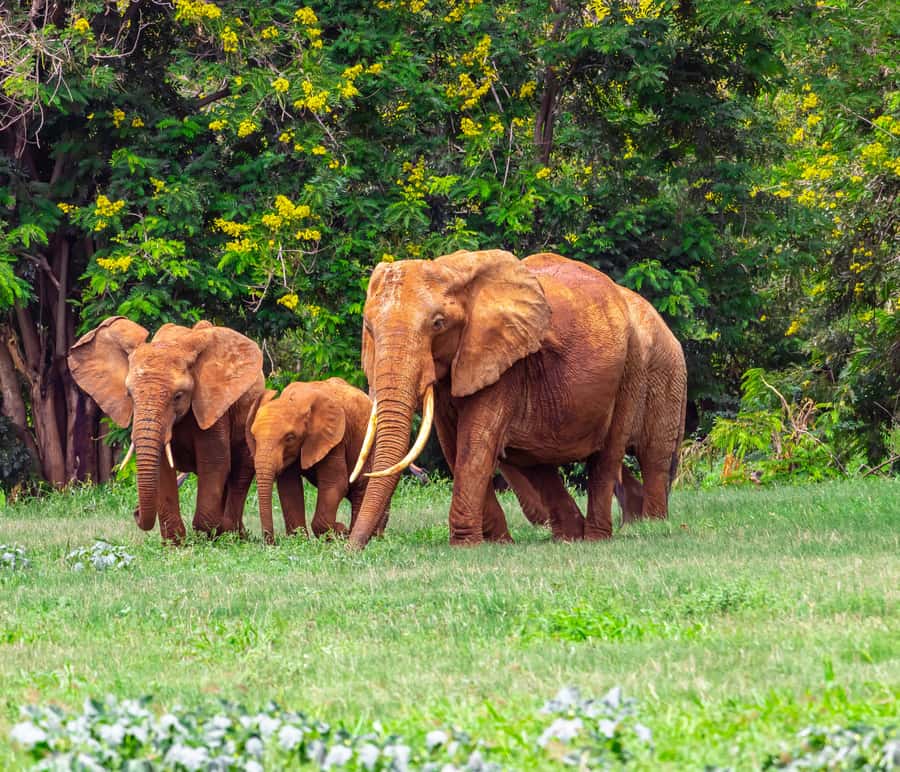From Mombasa/Mtwapa/Diani/Tiwi: Tsavo East Full-Day Safari - Three hours among elephants, lions, and open plains