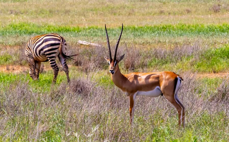 From Mombasa/Mtwapa/Diani/Tiwi: Tsavo East Full-Day Safari - Lunch with a view inside the reserve