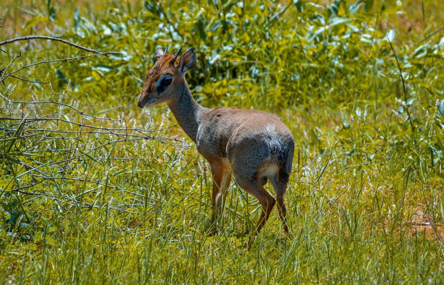 From Mombasa/Mtwapa/Diani/Tiwi: Tsavo East Full-Day Safari - The long ride back to the coast