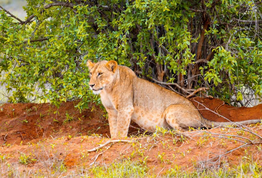 From Mombasa/Mtwapa/Diani/Tiwi: Tsavo East Full-Day Safari - Who will enjoy this safari most