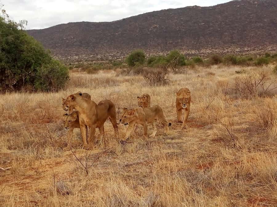 From Mombasa: Tsavo National Park Full-Day Group Trip - Key points before you book