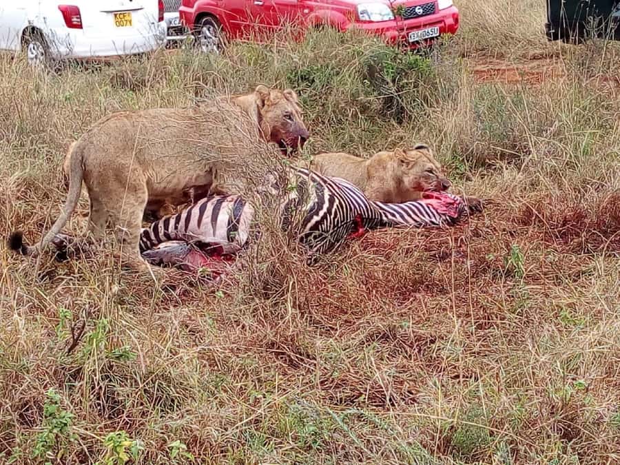 From Mombasa: Tsavo National Park Full-Day Group Trip - What you might see in five hours of wildlife viewing