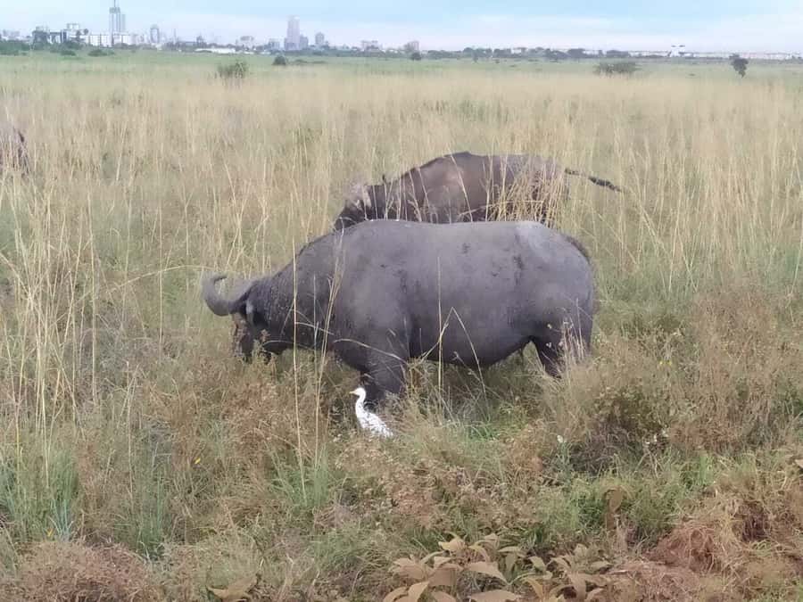 From Mombasa: Tsavo National Park Full-Day Group Trip - The midday lodge lunch and afternoon drive