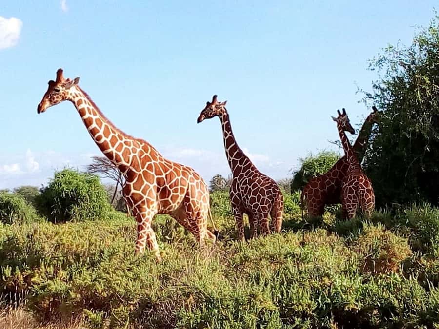 From Mombasa: Tsavo National Park Full-Day Group Trip - The price: $153 plus the park fee