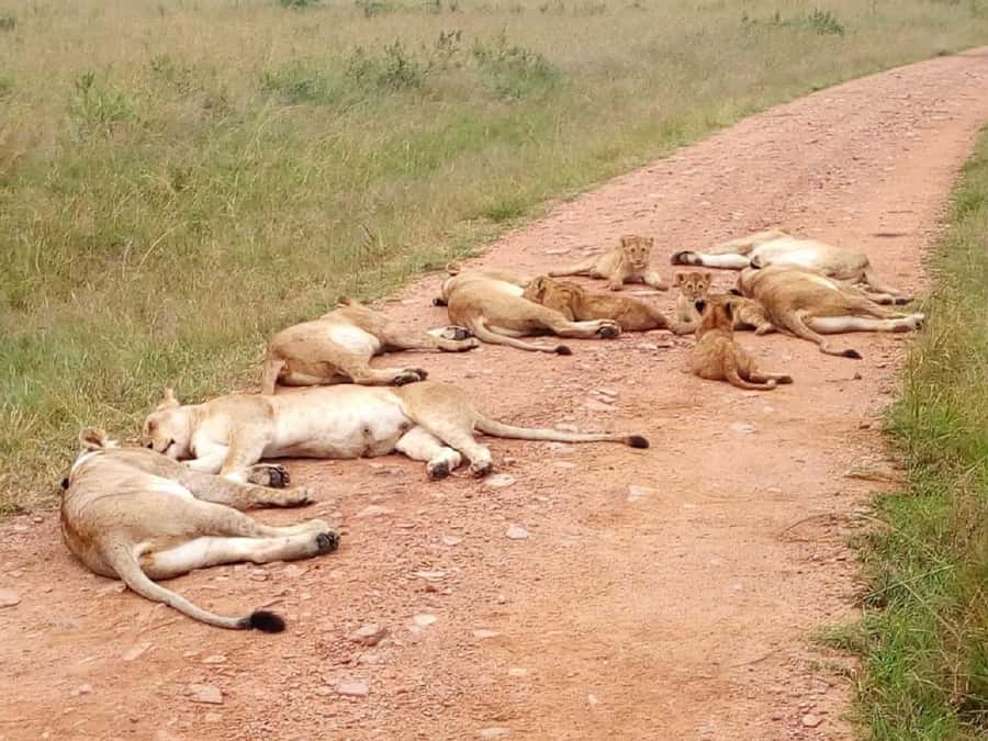 From Mombasa: Tsavo National Park Full-Day Group Trip - Timing, comfort, and what to pack