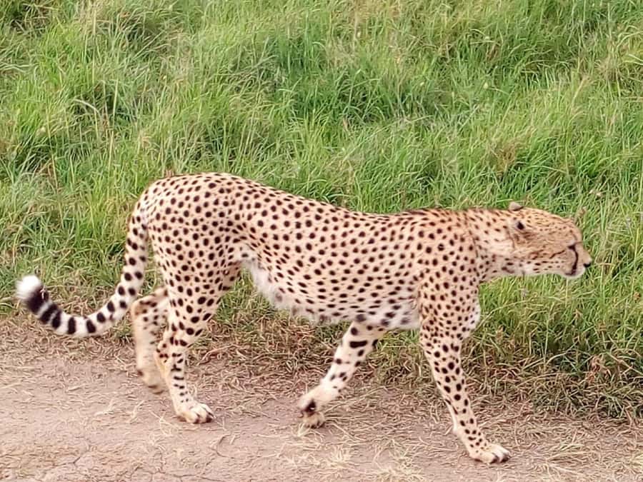 From Mombasa: Tsavo National Park Full-Day Group Trip - Who will enjoy this Tsavo East outing