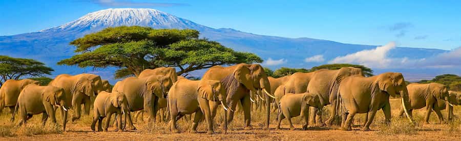 From Nairobi: 2-Day Amboseli National Park Safari - Key points to know before booking