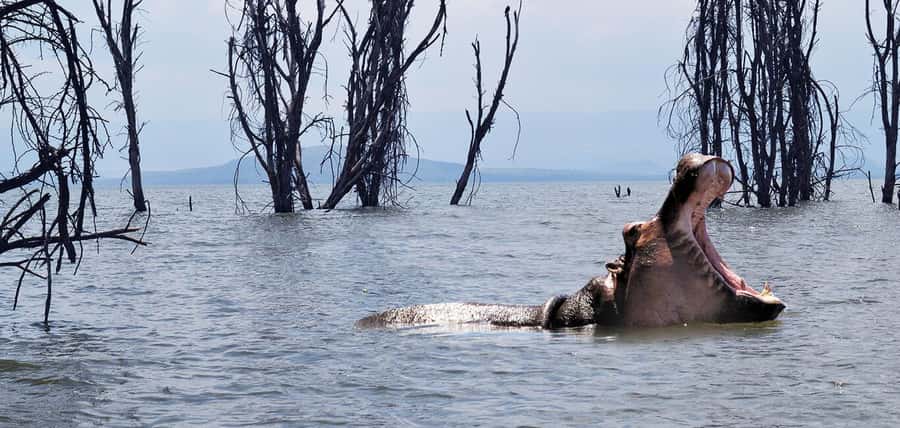 From Nairobi: 2-Day Naivasha Safari with Accommodation - Four hours at Hell’s Gate National Park