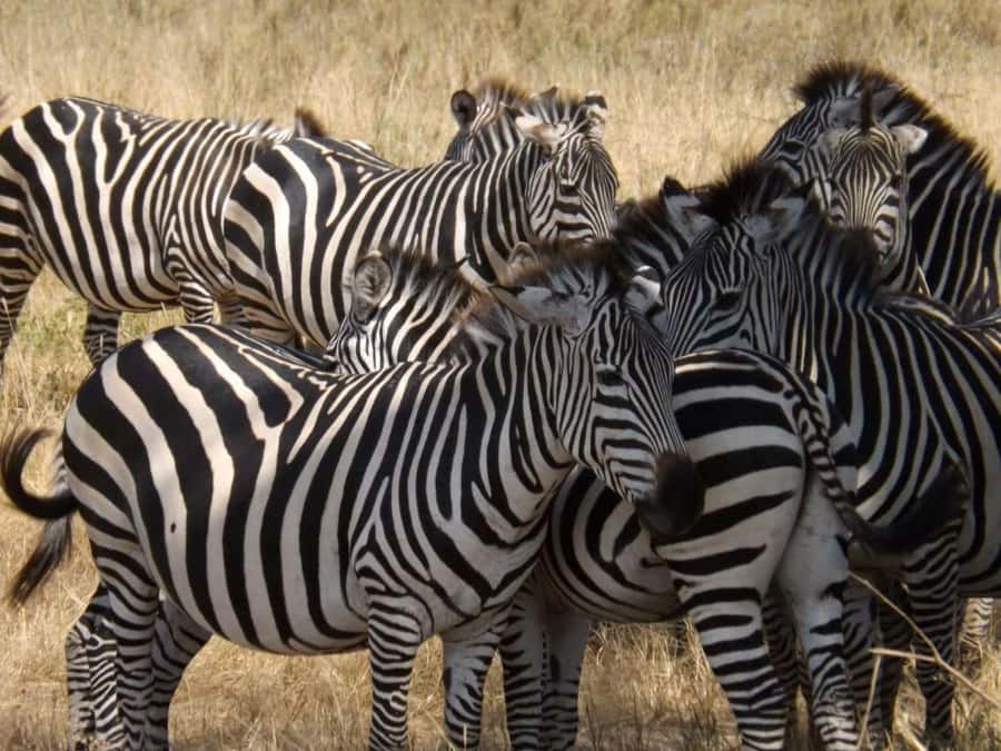 From Nairobi: 2-Day Naivasha Safari with Accommodation - Morning on Lake Naivasha
