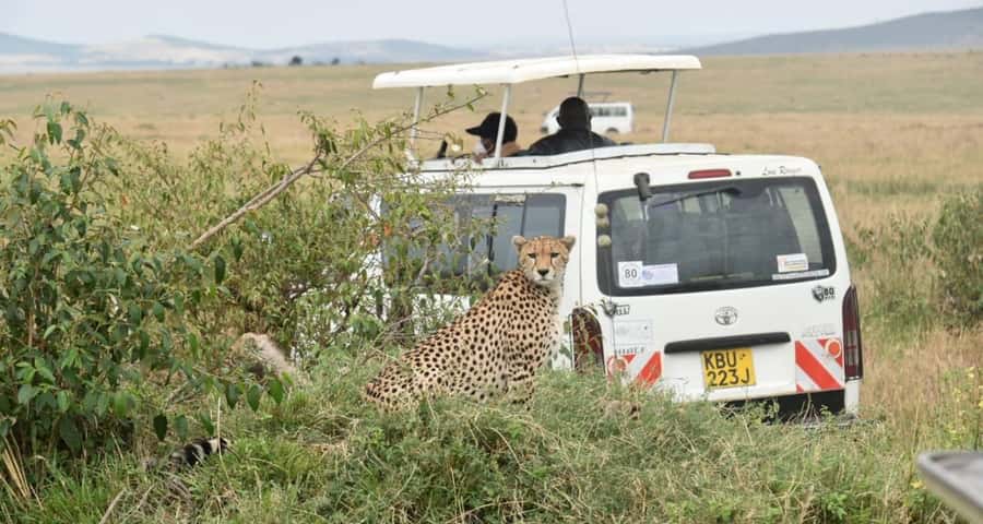 From Nairobi : 2-Days 1-Night Masai Mara Private 4WD Safari - Animals you may see in the Mara