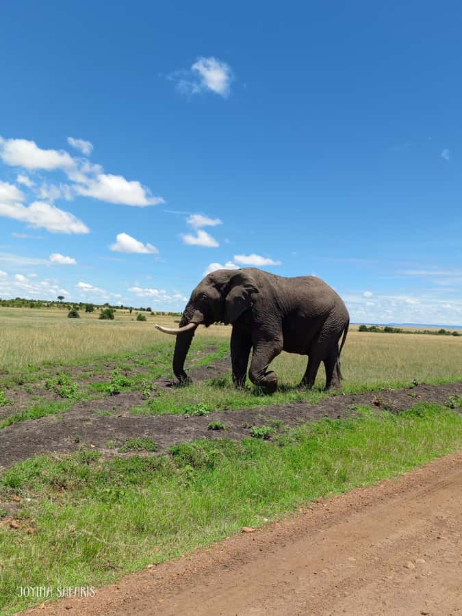 From Nairobi : 2-Days 1-Night Masai Mara Private 4WD Safari - What the $400 price really covers