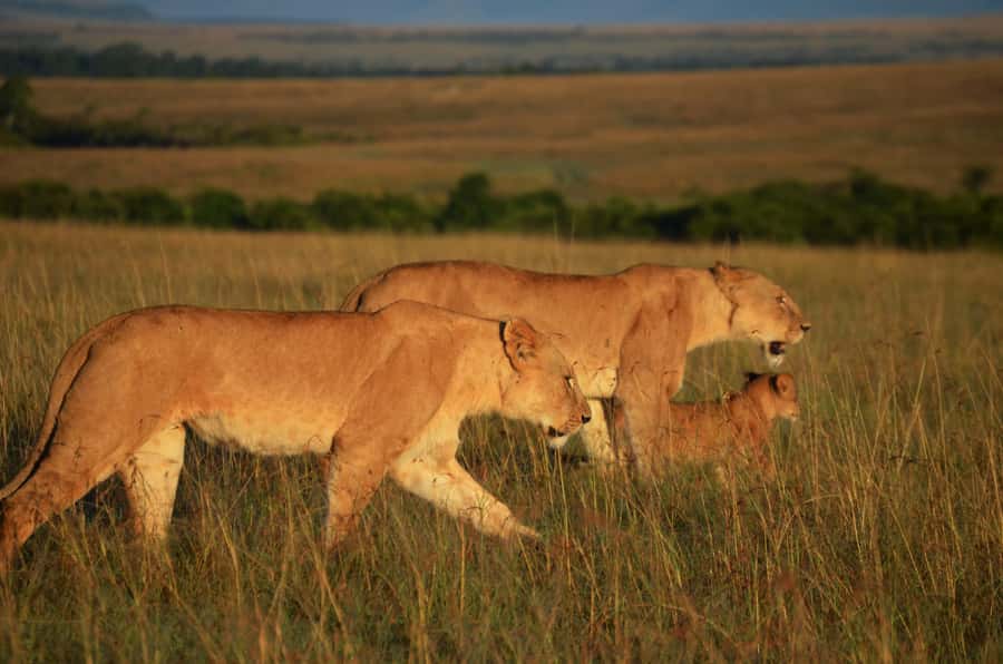 From Nairobi : 2-Days 1-Night Masai Mara Private 4WD Safari - Who should book this safari