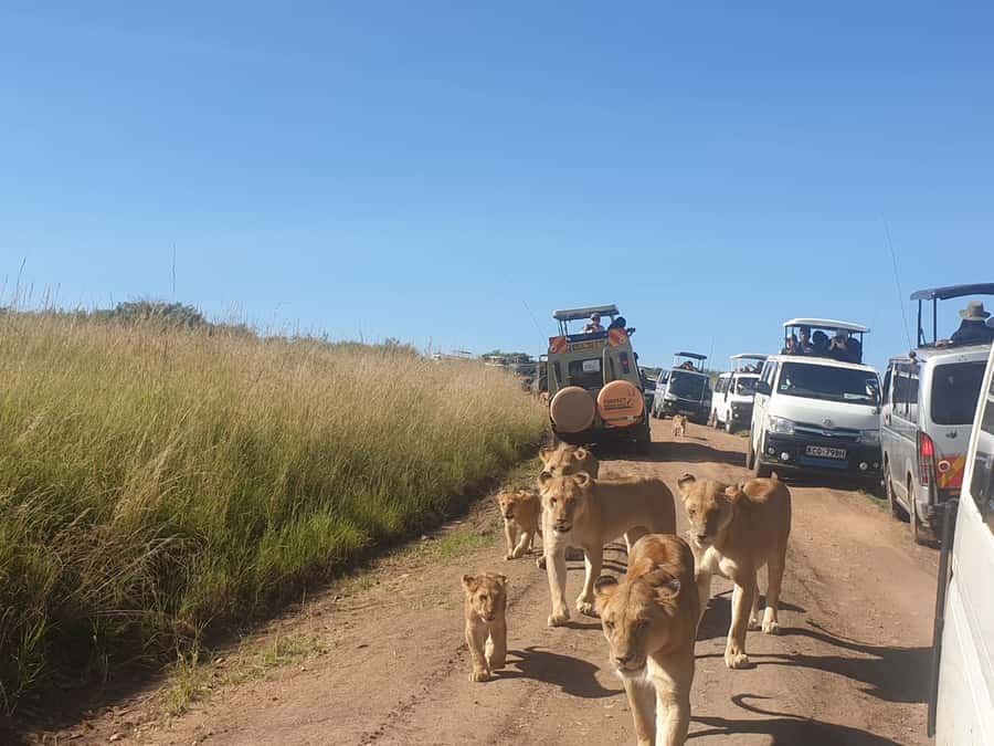 From Nairobi: 3 Days, 2 Nights Maasai Mara Group Safari - Why this Maasai Mara safari offers good value