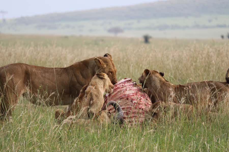 From Nairobi: 3 Days, 2 Nights Maasai Mara Group Safari - Picnic lunch and the Mara River