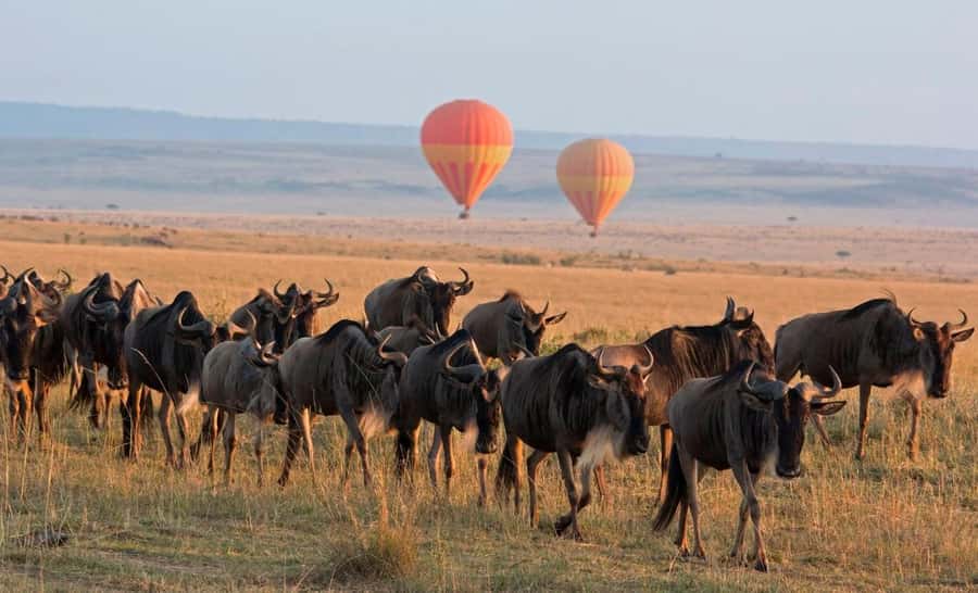 From Nairobi:3-Days 2-Nights Maasai Mara Group Safari in 4WD - Key points before you book