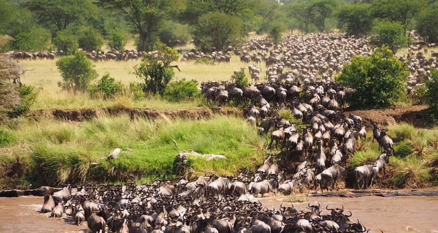 From Nairobi:3-Days 2-Nights Maasai Mara Group Safari in 4WD - What this Nairobi to Maasai Mara trip really offers