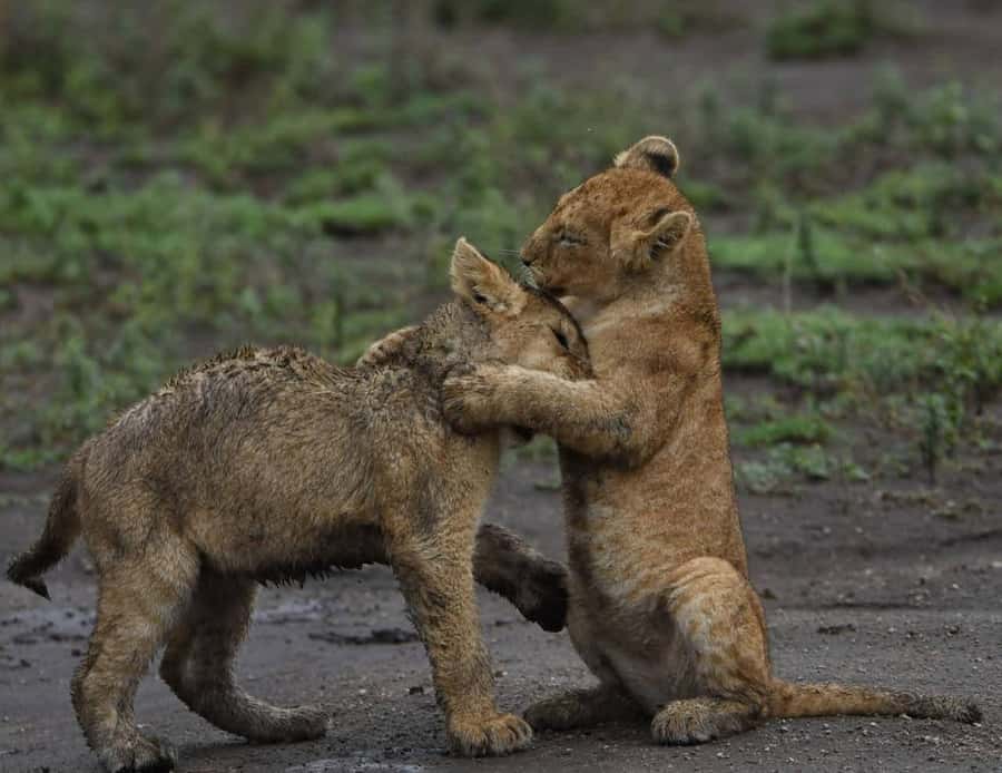 From Nairobi:3-Days 2-Nights Maasai Mara Group Safari in 4WD - The open-roof 4WD makes the wildlife search easier