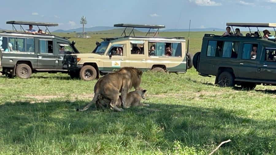 From Nairobi:3-Days 2-Nights Maasai Mara Group Safari in 4WD - Day 2: a full day across the Maasai Mara
