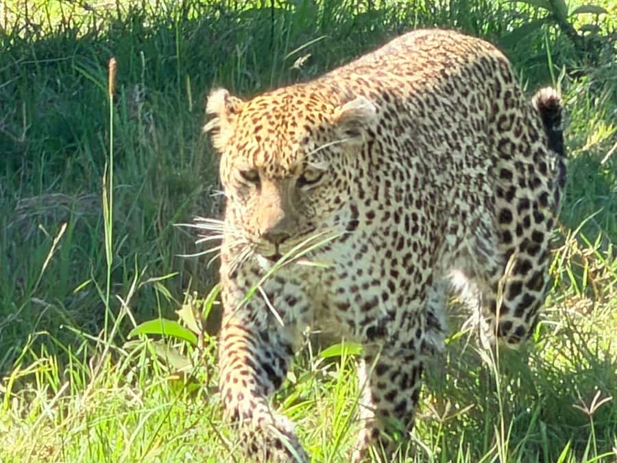 From Nairobi:3-Days 2-Nights Maasai Mara Group Safari in 4WD - Meals and camp comfort during the two nights