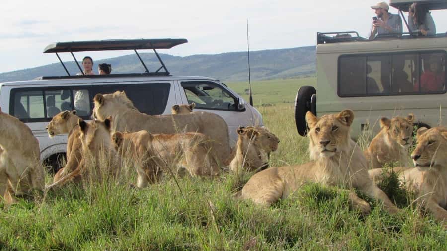 From Nairobi:3-Days 2-Nights Maasai Mara Group Safari in 4WD - The park fee is the decision-maker at $230