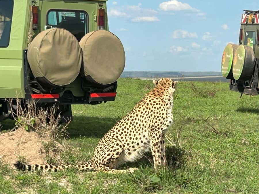 From Nairobi:3-Days 2-Nights Maasai Mara Group Safari in 4WD - Who will enjoy this safari most