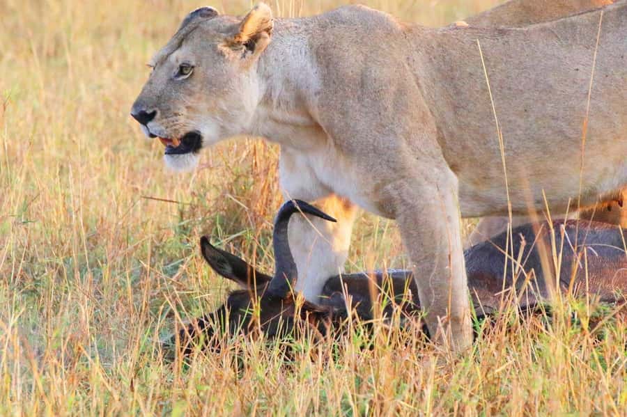 From Nairobi:3-Days 2-Nights Maasai Mara Group Safari in 4WD - Booking details worth checking before departure