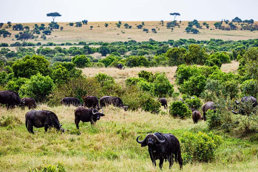 From Nairobi: 3 Days 2 Nights Masai Mara Group Safari - Why the second day matters most