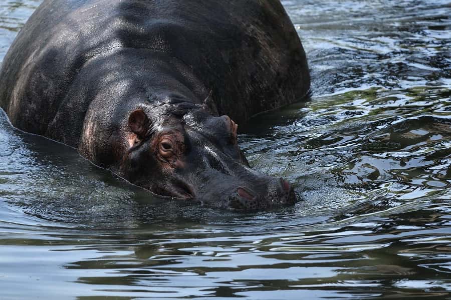 From Nairobi: 3 Days 2 Nights Masai Mara Group Safari - How the group format affects your day