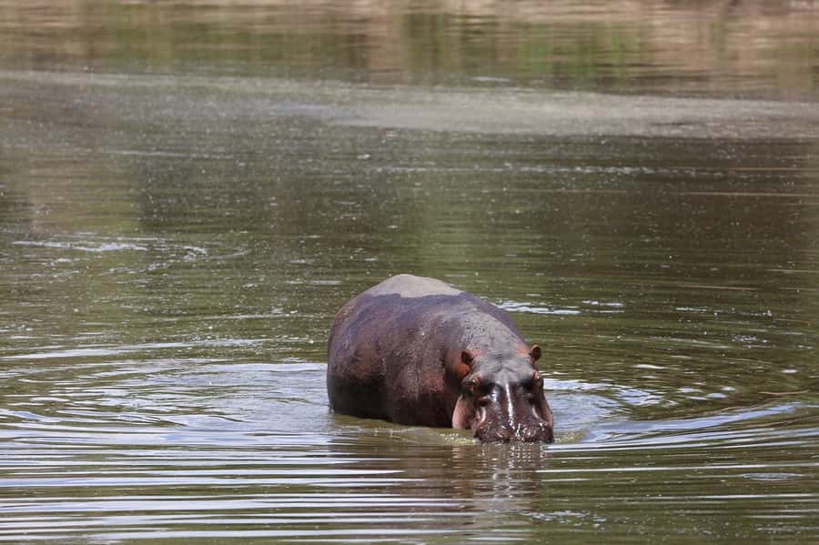 From Nairobi: 3 Days 2 Nights Masai Mara Group Safari - FAQ