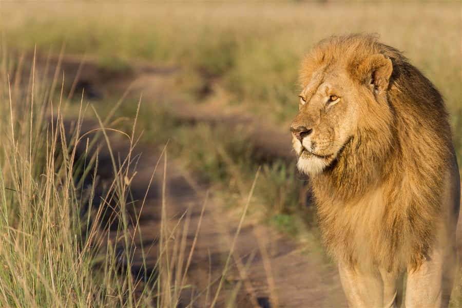 From Nairobi: 3 Days 2 Nights Masai Mara Group Safari - Day two: Big Five searches and the Mara River