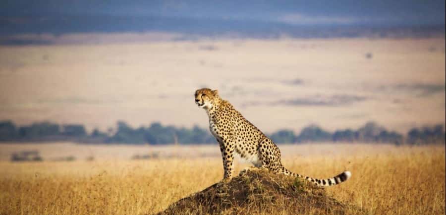 From Nairobi: 3 - Days Maasai Mara Group Safari by 4WD - Key points at a glance
