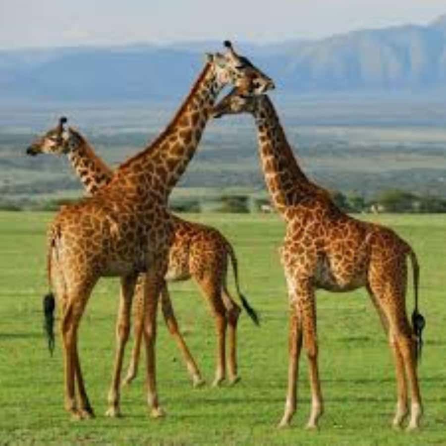From Nairobi: 3 - Days Maasai Mara Group Safari by 4WD - The first sunset game drive
