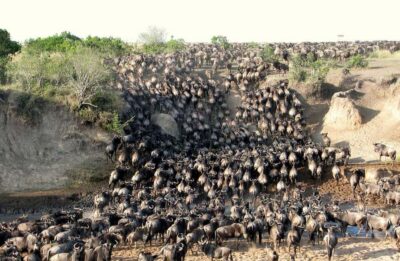 3 – Days Maasai Mara Group Safari by 4WD