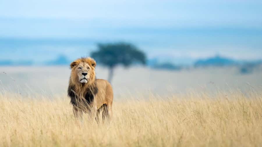 From Nairobi: 4-Day Maasai Mara and Lake Nakuru Group Safari - Key details that shape the experience