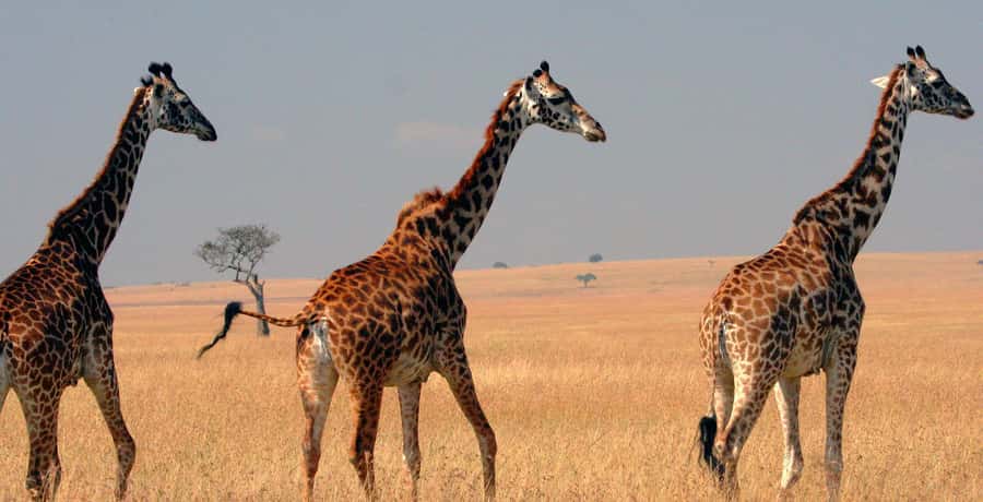 From Nairobi: 4-Day Maasai Mara and Lake Nakuru Group Safari - Four days from Nairobi to the Mara