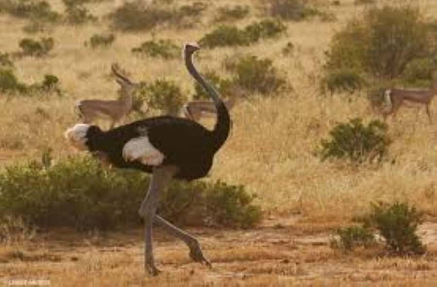 From Nairobi: 4-Day Maasai Mara and Lake Nakuru Group Safari - Small touches that make a difference