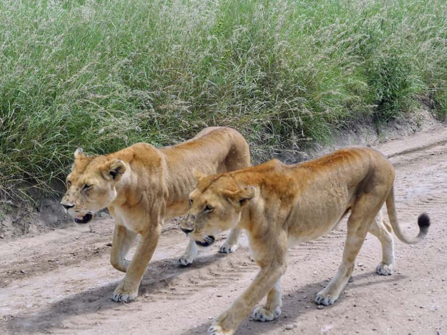 From Nairobi: 7 Days Masai Mara, Nakuru, and Amboseli Safari - Day 5: Hell’s Gate by bicycle or safari vehicle