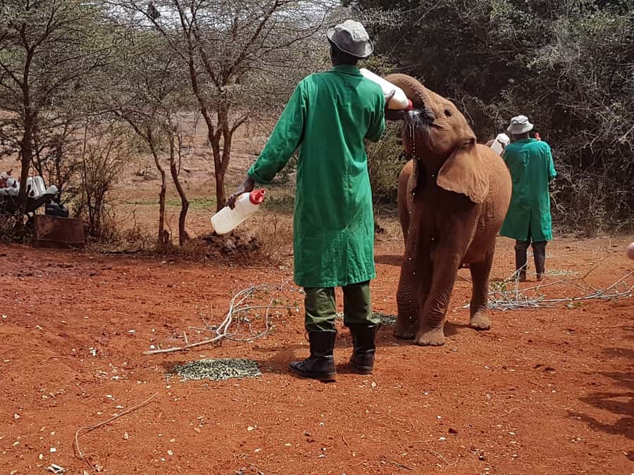 From Nairobi: David Sheldrick Elephant Orphanage Tour - Key points to know before booking