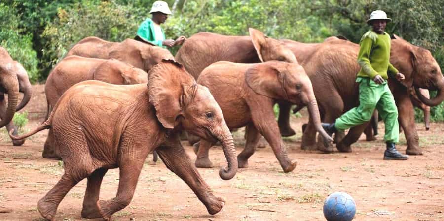 From Nairobi: David Sheldrick Elephant Orphanage Tour - The 9:30am pickup and Nairobi traffic